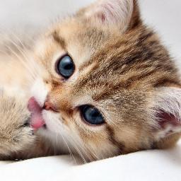 lynv110's profile picture. Hà Nội