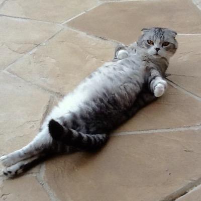 dgd6859's profile picture. Tyler Jay the Scottish Fold