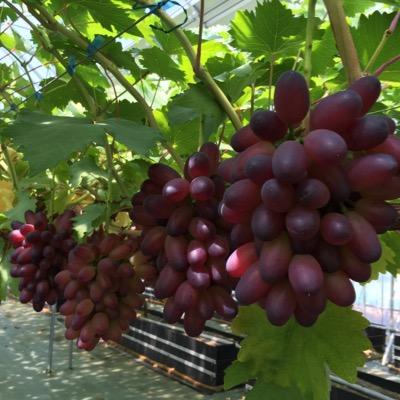 当倶楽部は、30年間のサラリーマン生活にピリオドをうち、ブドウ栽培にチャレンジしているおっさんが代表です。
ブドウ関係についてつぶやきたいと思います。
