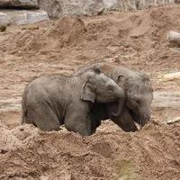 Dr Ellen Williams (@drelliephants) 's Twitter Profile Photo Dr Ellen Williams (@drelliephants) 's Twitter Profile Photo