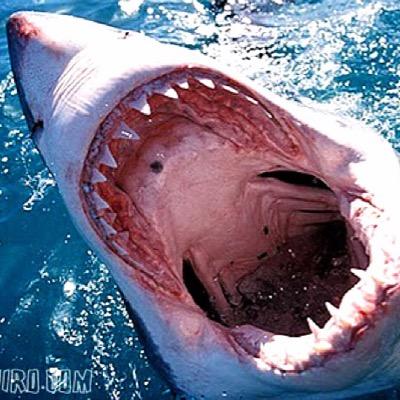 kyo460xxx's profile picture. 通名廃止、スパイ防止法、外国人土地取得規制、違法難民の強制送還が今日本がいの一番にやるべき事です。日本が好きでまともな歴史観を持っている外国人とは仲良くします。何より嫌いなのは反日左翼の豚野郎、立憲、共産、社民の豚。れいわ信者。そして自民の売国奴共です。趣味はサッカーと格闘技。
