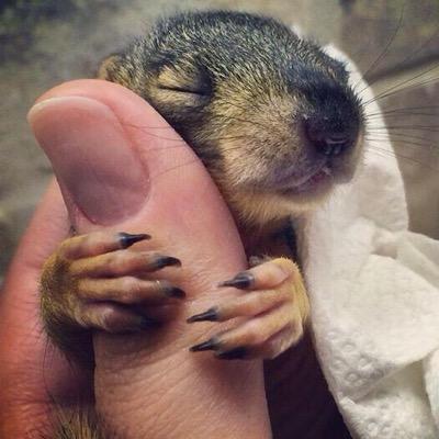 Follow for some of the cutest animal gifs/pics on twitter!