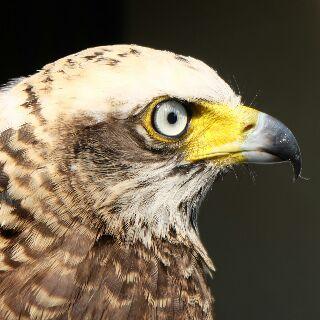 firstmotorsport's profile picture. 