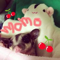 mm (@m_momose) 's Twitter Profile Photo mm (@m_momose) 's Twitter Profile Photo