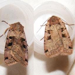 UK Moth Identification Profile