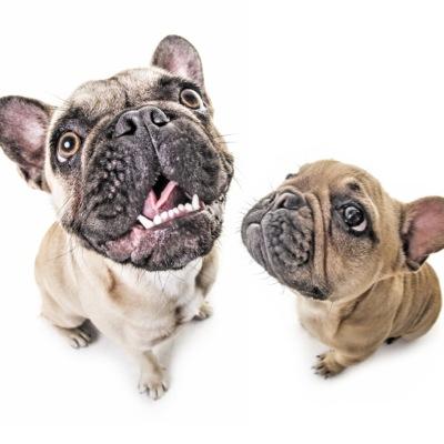 Cheeky #FrenchBulldog pups with a nose for mischief! Instagram @FrenchiesWilts