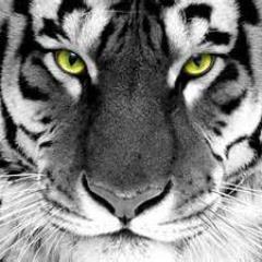 WFTigerAth Profile Picture