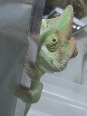 amazonkerokero's profile picture. 