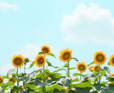 ブルーファンになってまだ数週間✈ 
めちゃくちゃ格好良い✨