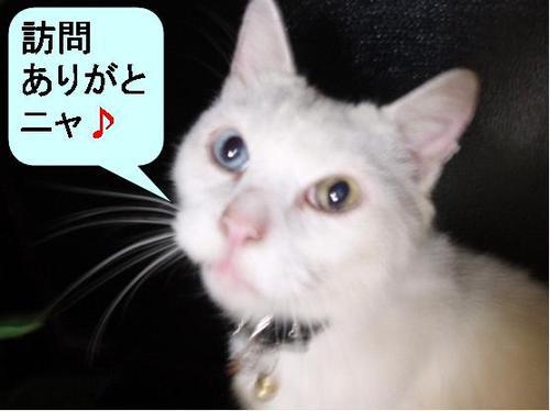 私の大切な家族、今年17歳になるMIXの白猫です。別離は覚悟していますが、そのダメージはかなり大きそうです。あまりつぶやきませんがどうぞよろしくお願いします（笑）