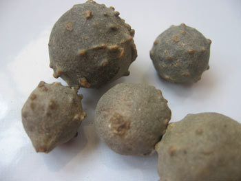 abortivum's profile picture. abortivum artinya sesuatu yang bisa dipergunakan untuk menghentikan kehamilan