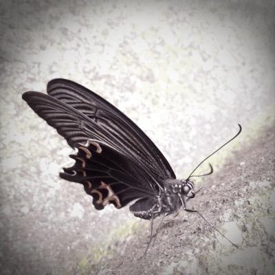 庵(あん)と申します。生き物(昆虫&野鳥)、音楽が好きです。昆虫類の写真が時々流れます。苦手な方はお気をつけください。