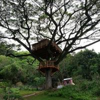 The TreeHouse Guys (@treehouse_guys) 's Twitter Profile
