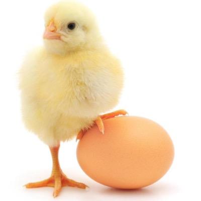 ShahreenaR's profile picture. 