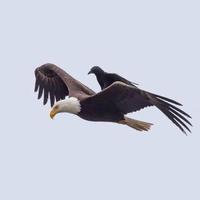 النداوي (@rredrred3) 's Twitter Profile