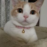 よっこ (@yokko0306) 's Twitter Profile
