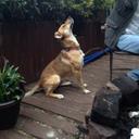 Zak Evans - @Zakarookangaroo - Twitter