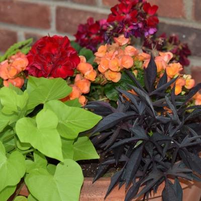 moheganst's profile picture. 