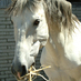 pferd_de (@pferd_de) Twitter profile photo pferd_de (@pferd_de) Twitter profile photo
