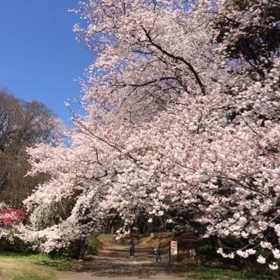 yamasv's profile picture.