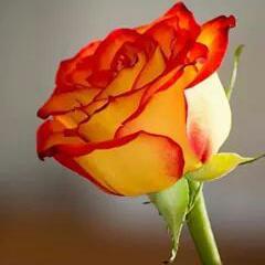 mohantmk20's profile picture. 