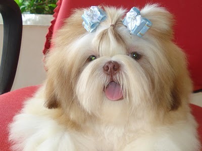 Somos um canil localizado em Olímpia/SP, criamos as raças shih tzu, maltês,yorkshire e poodle micro.
Ninhadas permanentes. Leve um brilhantinho para casa!