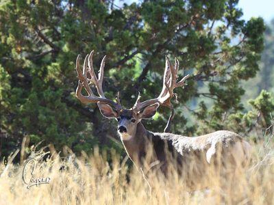 I love my family , the outdoors and archery hunting. Keeping the faith in my daily life.