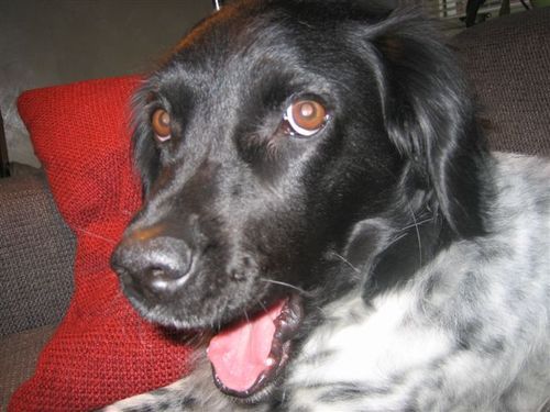 Frisian Stabij Dog; can't accept that her owner Twitters about her life, so launched her own account; loves humorous Tweets and comments on news events & life.