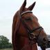 ShadowSportsHorses (@benhobdayevent) Twitter profile photo ShadowSportsHorses (@benhobdayevent) Twitter profile photo