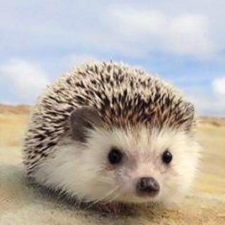 こっく