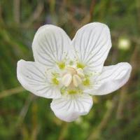 Friends of Lye Valley (@friendlyevalley) 's Twitter Profile