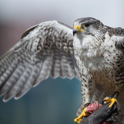 mustangpappy's profile picture. 