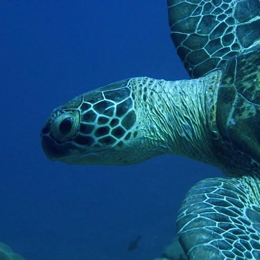 The Marine Conservation Action Fund of the New England Aquarium is a microgranting & fellowship program supporting ocean conservation leaders across the globe.