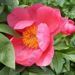 C_Puglisi's profile picture. Sicilian. Taxonomist. Currently working on Southeast Asian ebonies and gesneriads. Opinions are my own, etc.