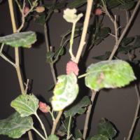 صلوا على النبي (@lafiy123) 's Twitter Profile