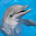 Yvonne Brewer (@dolphin2953) Twitter profile photo Yvonne Brewer (@dolphin2953) Twitter profile photo