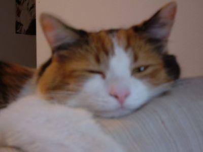 DipperNMezzo's profile picture. Mezzo Soprano. 12yrs. old. Calico. Singer & song writer. Dipper you will always be a part of me & twitter. Fur-ever in my heart and soul. R.I.P. (1998-2015)