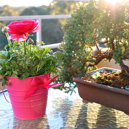 Birdhouse Balcony creates a space where you could relax blending yourself among the nature and grow your own little paradise of green in your home.