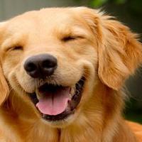 Helen Mulryan (@hypernurse22) 's Twitter Profile