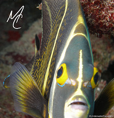 AquariumPros's profile picture. Aquarium Maintenance Service