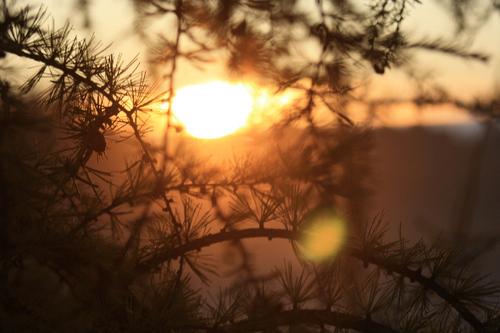 soundbuz's profile picture. 