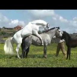 動物交尾動画王 Doubutsukoubi Twitter 動物交尾動画王 Doubutsukoubi Twitter