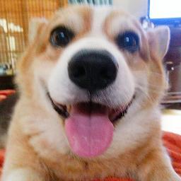 「コーギー飼い主」や「コーギー好きな人」の為の「コーギー雑学bot」! 自動botなのでお返事はしたりしなかったりです。宜しくお願いします!