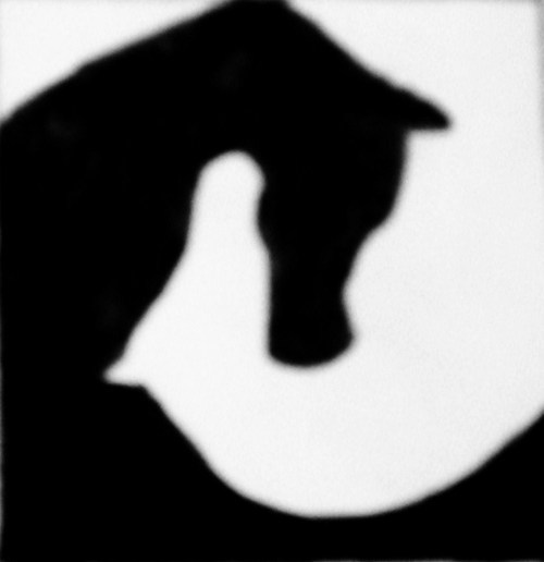Hunters, Jumpers, Dressage & Breeding
Owner / Trainer.