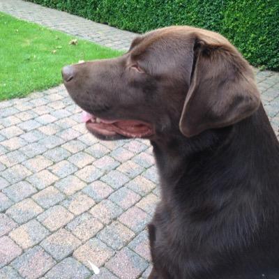 BenootYves's profile picture. 