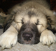 CdnBookLady Profile Picture