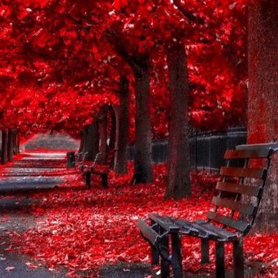 hmedan_ali's profile picture. 