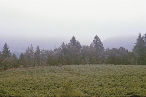 We are a small Family Owned and Operated Wine Producer from the Napa Valley! Drink Frias!