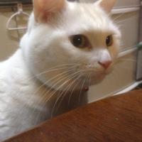 ゆきもち (@yukimochi0511) 's Twitter Profile Photo