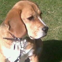 Hi, I'm a 8yr old male beagle. I love to go hill hiking with my dad and I love to tweet.. Oh and I love FOOD!